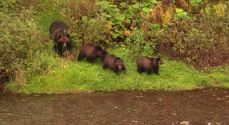 Oh yes, tere are bears in the Stewart, Hyder area.