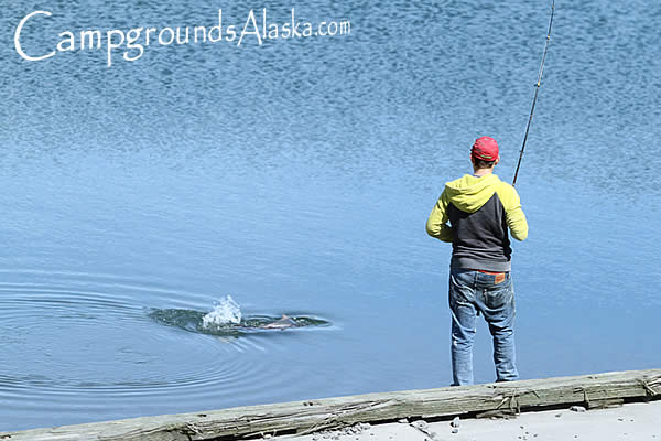 Salmon fishing at the Homer lagoon in July