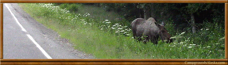Captain Cook State Park, Kenai, Alaska