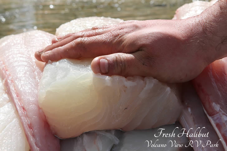 Ninilchik Halibut Charters