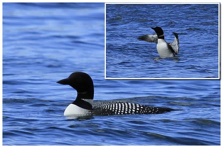 Loons on Johnson Lake Campground near Kasilof Alaska.